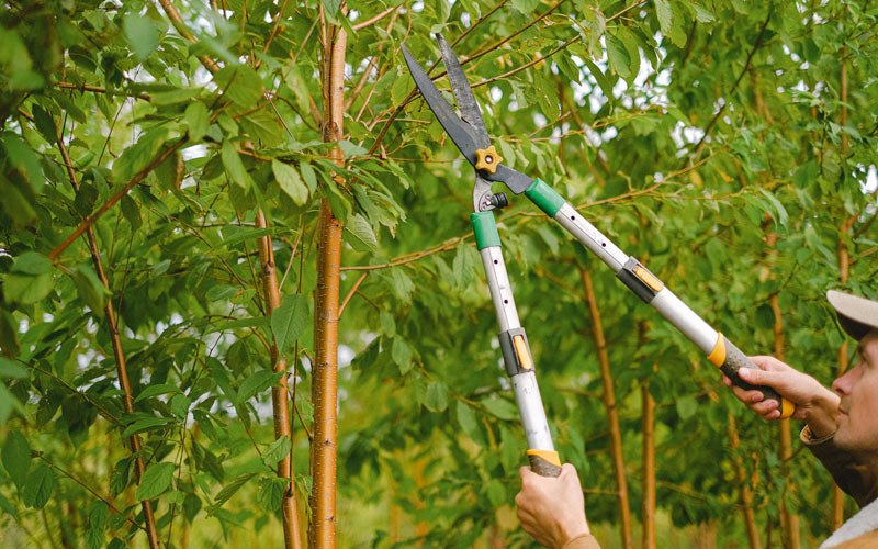 Tree trimming in Owings Mills, MD